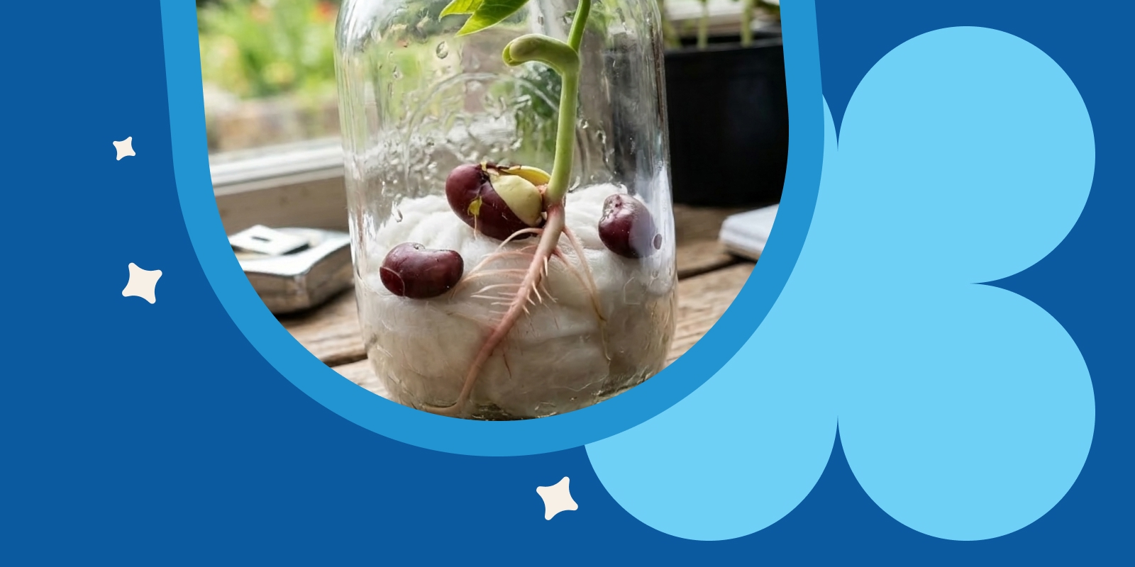 Bohne keimt im Glas – Wurzeln und grüner Trieb sind durch das Glas sichtbar