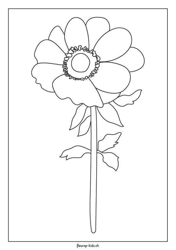 Anemone