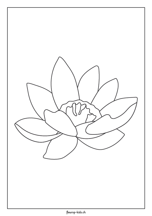 Lotus