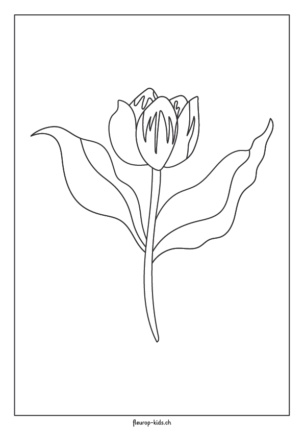 Tulpe